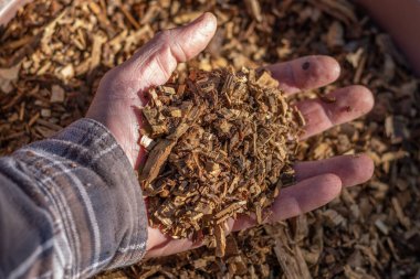 Sebze artıkları. Bahçe işleriyle uğraşıyorum. Ekolojik gübre.