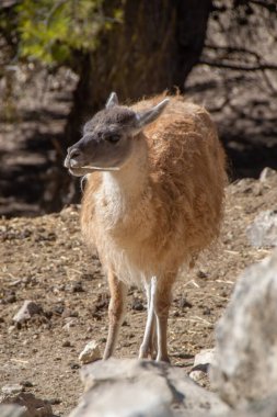 Lama bir kış sabahı İspanyol safari parkında saman çiğniyor..