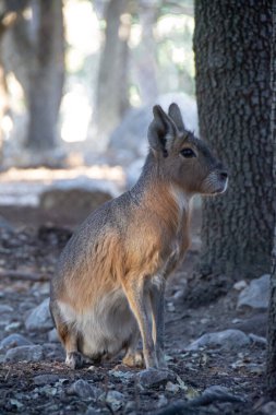 İspanya 'nın Aitana kentindeki bir safari parkında, bir kış günü ağaçlık bir alanda oturan bir mara..