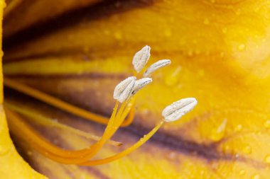 Güneş ışığıyla aydınlatılan su damlacıklarıyla solandra grandiflora çiçekleri. Makro resim