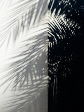 Beyaz bir duvarın köşesinde yansıyan palmiye yapraklarının silueti..