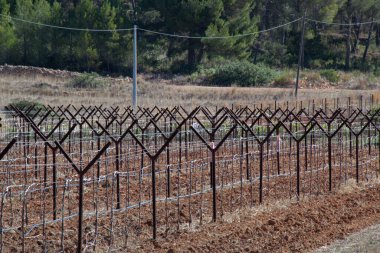 Planting of grape vines in Spain. clipart