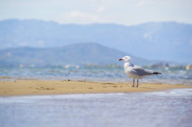 Bulutlu bir günde Ebro Delta 'da kumlu bir sahilde Audouin' s Gull. Yatay fotoğrafçılık ve kopyalama alanı.