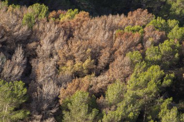 Tomicus piniperda tarafından enfekte edilen çam ormanı..