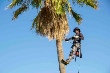 Palmiye ağacının tepesinde sallanan Latin yüksek irtifa budama makinesi