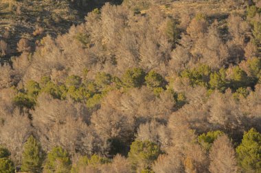 Montgo Doğal Parkı 'ndaki kuru çam ağaçları. Tomicus piniperda yüzünden..