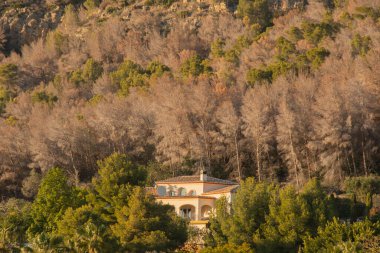 Dry pine trees in Montgo Natural Park, Spain, due to tomicus piniperda. clipart