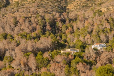 Montgo Doğal Parkı 'ndaki kuru çam ağaçları. Tomicus piniperda yüzünden..