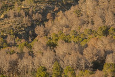 Montg, Javea 'daki çam koruluğu. Tomicus piniperda' nın tahrip ettiği ağaçlarla..