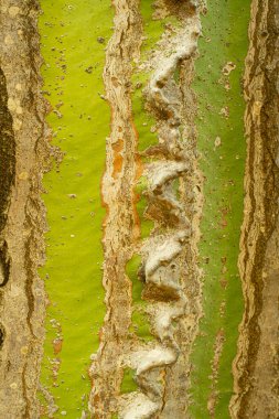 Kaktüs öforbisinin sert ve düzensiz yüzeyi. Euphorbia Ingens 'in gövdesine yakın çekim.