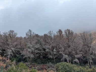 Ağaç kabuğundan etkilenen çam ağaçları. Tominus piniperda ve tomicus destruens tarafından öldürülen çam ağaçları.