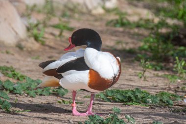 Shelduck esaret altında. Tadorna tadorna Oceanografic Valencia 'da.