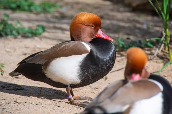 Oşinografik Valencia 'da Netta Rufina.