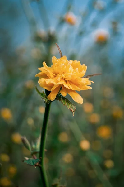 Fiore Giallo Giardino — Foto Stock