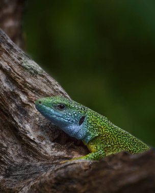 bir ağaçtaki yeşil kertenkele (lacriviridis) 