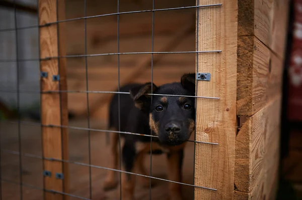 Sad German Shepherd Puppy Enclosed — Stock Photo, Image