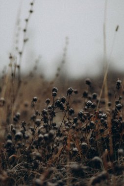 Güzel botanik fotoğrafı, doğal duvar kağıdı.