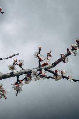 Güzel botanik fotoğrafı, doğal duvar kağıdı. 