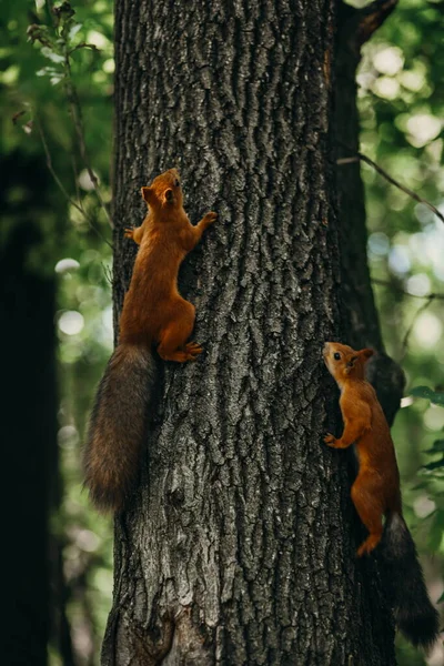 Deux Écureuils Dans Forêt Sur Une Branche Écureuil Sur Arbre — Photo