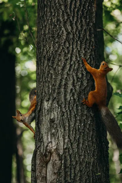 Wiewiórka Lesie — Zdjęcie stockowe