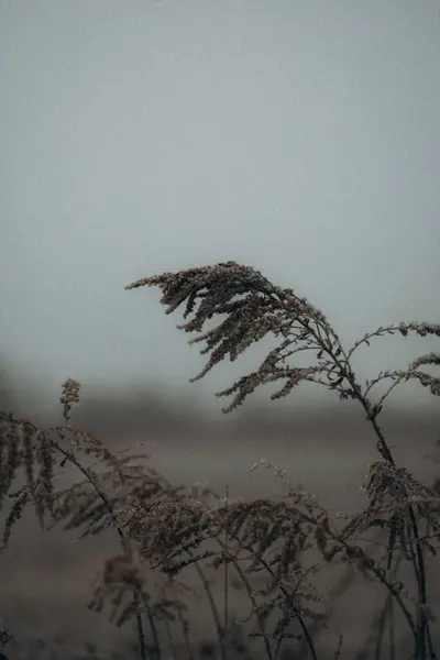 田野里结冰的树枝的美丽景色 — 图库照片