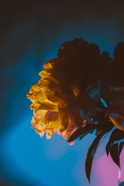 stock image beautiful yellow flower on a blue background