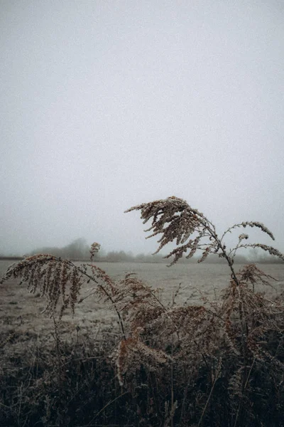 Çimenleri Çayırı Olan Güzel Bir Manzara — Stok fotoğraf