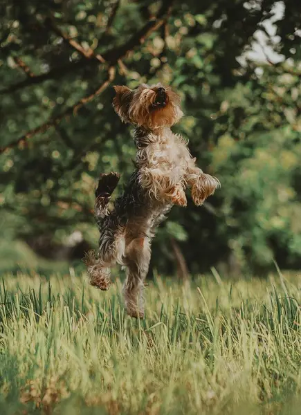 Terrier Yorkshire Abbaia Nel Parco Cane — Foto Stock