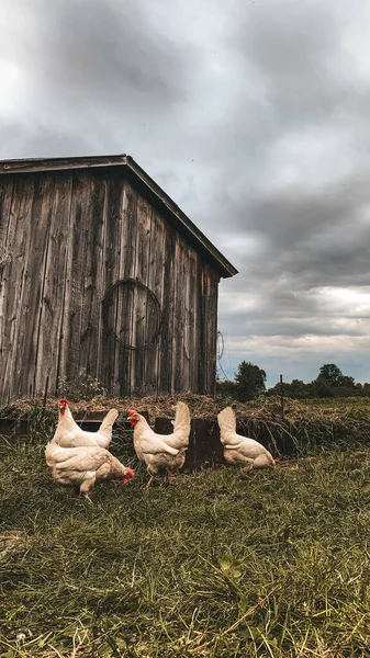 农场里的小鸡 母鸡和农村里的小鸡 — 图库照片