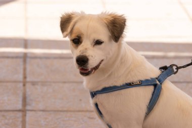 Bulanık arka planda siyah yakalı beyaz bir köpeğin yakın çekimi.