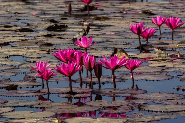 Gölde açan pembe nilüfer çiçekleri.