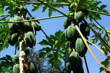 Ağaçta taze yeşil papaya, mavi gökyüzünde meyveler