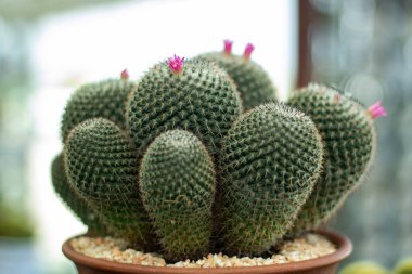 Bahçedeki dikenli kaktüsü kapat.