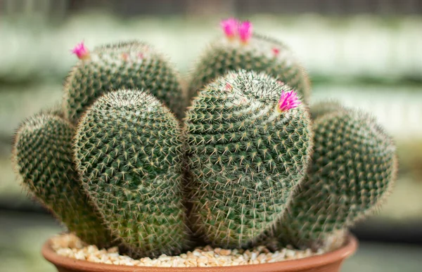 stock image close up thorny cactus in garden