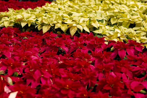 美しい赤いクリスマスポインセチアの花の庭 — ストック写真