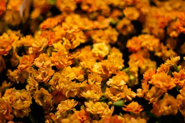 春の庭に咲く最初の美しい黄色の花 — ストック写真