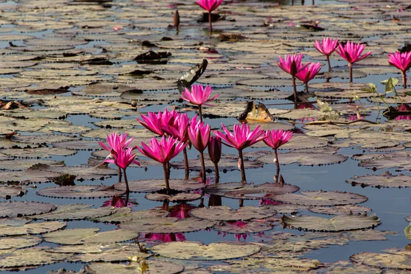 Gölde açan pembe nilüfer çiçekleri.