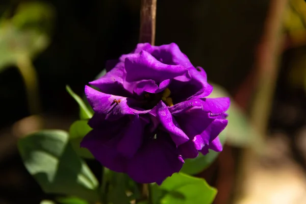 緑の庭に紫色のバラの花を咲かせる — ストック写真
