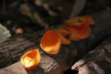 Tropikal kereste üzerinde şampanya mantarı