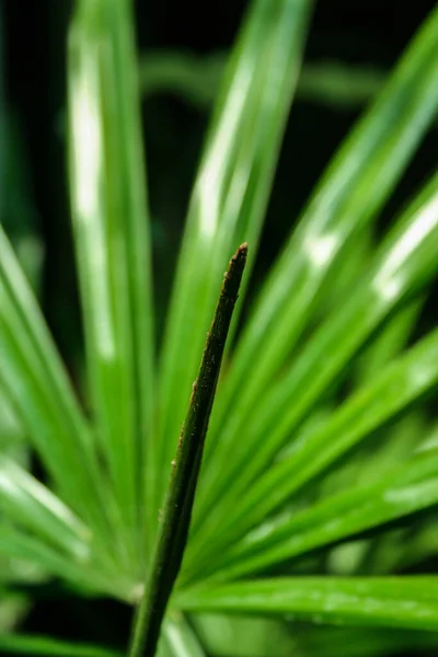 Palmblad Een Prachtig — Stockfoto