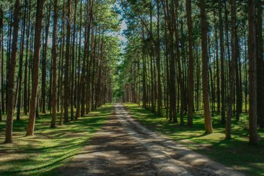 Çam ormanındaki yerel yol. Tayland.