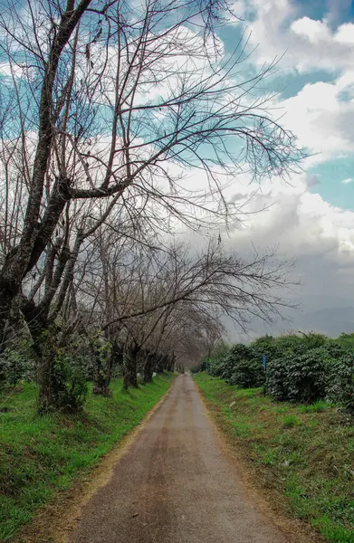 stock image local road in pine forest .thailand