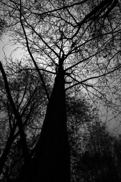 Svart Och Vitt Träd Skogen — Stockfoto