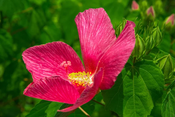 Rosa Blütenblume Garten — Stockfoto