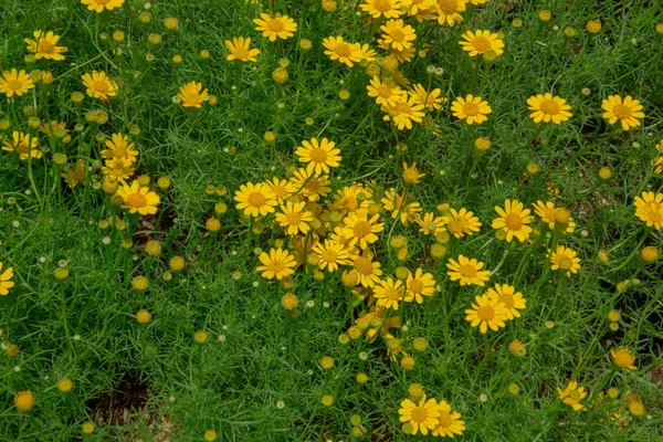 Bela Flor Amarela Jardim — Fotografia de Stock