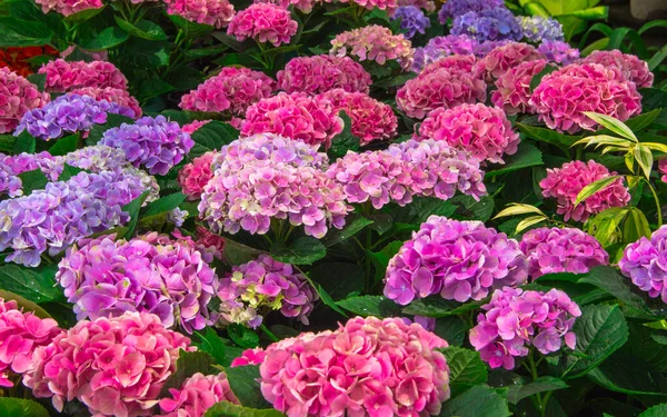 Beautiful Colorful Flower Garden — Stok fotoğraf