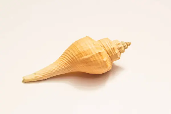 stock image close up of a seashell on white background