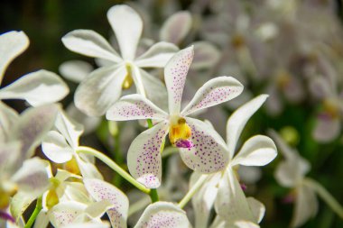 güzel bir beyaz orkide çiçek