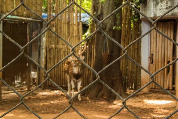 Ein Reh Zoo — Stockfoto