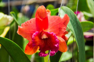 Tayland 'da turuncu orkide çiçeği
